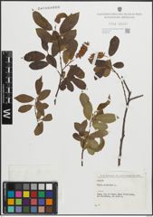 Foto von Salix pentandra L.